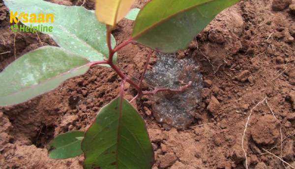 पानी को बचाने के लिए कृषि के क्षेत्र में हाइड्रोजेल के बारे में जाने पानी को बचाने के लिए कृषि के क्षेत्र में हाइड्रोजेल के बारे में जाने